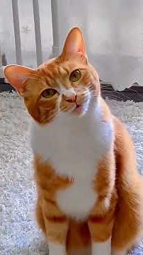 Meowing orange Kittens 🐈