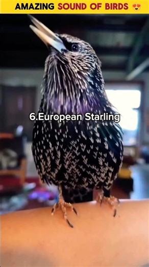 Most Scary😱😱 Sounds Of Different Birds #facts #birds #shorts