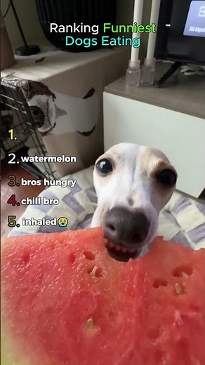 Ranking Funny Dogs Eating Moments