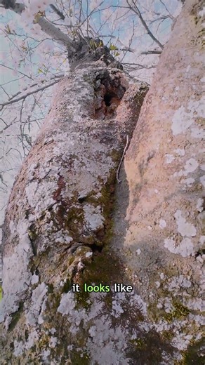 The Gecko That Blends Into Tree Bark