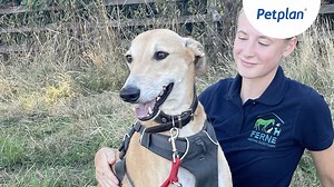 Our charity partner, Ferne Animal Sanctuary have some wonderful animals in their care. Here's Wordsworth, a gentle and affectionate 7 year old, male Lurcher looking for his forever family 💙 If you think you could give him or one of the other animals at the Sanctuary a loving home, head over to the Ferne website 🐾👉 www.ferneanimalsanctuary.org/rehome-an-animal/ | Petplan UK