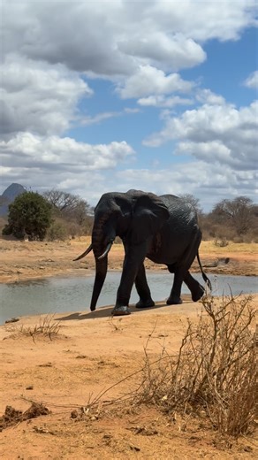 Sheldrick Wildlife Trust on Instagram: "A celebrity moment with one of our long-since-rewilded orphans, majestic Tomboi, and the youngsters in our still-dependent Ithumba herd. Little Kitich, who recently graduated from the Nursery, followed him like a starstruck shadow! Mentorship is very important in elephant society. During the reintegration phase, we help our dependent orphans transition to their wild lives by offering a safe, supportive environment in which they can learn from and mingle fr