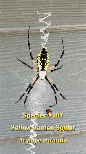 Species #107: Yellow Garden Spider (Argiope aurantia)