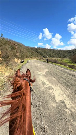 Horse Galloping for Therapy