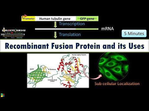 Recombinant Fusion Protein and its uses