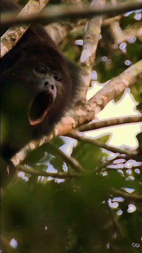 Nude survivalists encounter a ROARING howler monkey | Naked and Afraid | Discovery