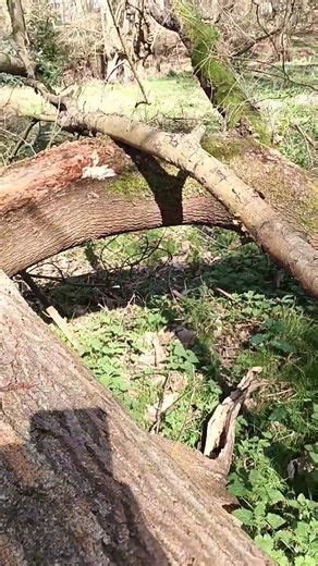 This big fallen tree in the woods