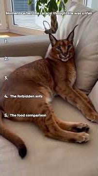POV: You accidentally offended a caracal 5 different times in one week. 😂🦁 🐾 Watch until the end.