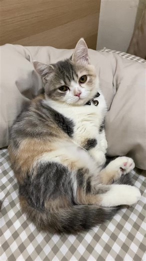 timi dan lilu 🐱 (@timililu)’s videos with original sound - Hoop Tempo