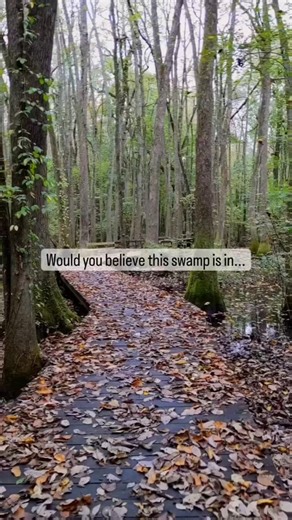 3.7K views · 1.4K reactions | North Alabama in Swamps? Yes. That's right. Beaverdam Swamp, Huntsville, AL . https://huntsvilleadventurer.com/beaverdam-swamp-boardwalk/ | Huntsville Adventurer | Facebook