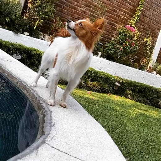 1.9K views · 103 reactions | How cute❤️殺 | Papillon Family | Facebook