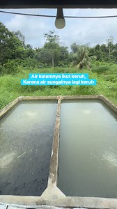 46 reactions · 7 comments | The pool water is also cloudy because the river water we use to flow into the pool is cloudy again. #reels #tilapia #fishpond | Idris Sardi | Facebook