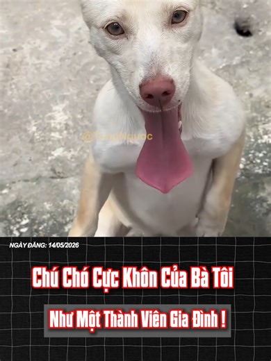 Chú Chó Cực Khôn Của Bà Tôi ! | chó trắng mủi đỏ