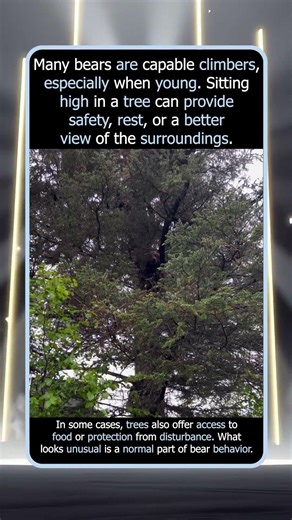 Why Bears Sometimes Sit High Above The Ground