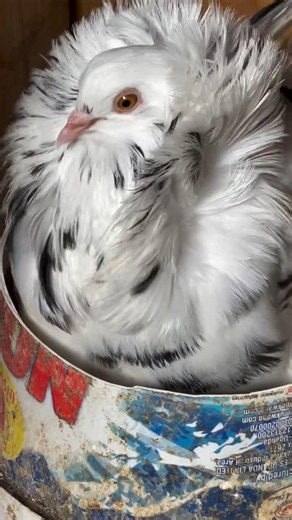The Most Beautiful Pigeons 10