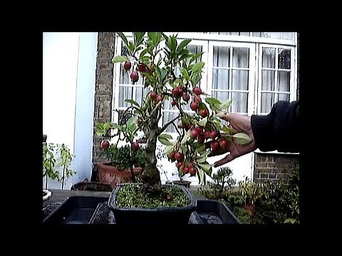 Bonsai Apple tree and a Bumper Harvest of bonsai apples | mikbonsai