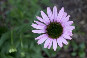 What Plants Should You Plant in a Rain Garden? Cumberland River Compact