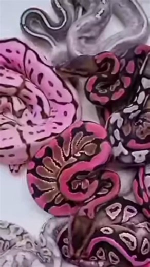 வீட்டில் வளர்க்கக்கூடிய வெள்ளை பந்து மலைப்பாம்பு/white Ball python/#viral #shorts #prabhalingam 9787