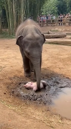 389K views · 6.6K reactions | Wow! Adorable Baby Elephant Rescued Poor Pig From The Mud! #elephant #funny #babyelephant #elephantlove #elephantlovers #animals #animallover #wildlife #zoo #playtime #playing #elephantsanctuary #rescue #saveanimals #feeding #feed #piggyback | Daily Elephant | Facebook