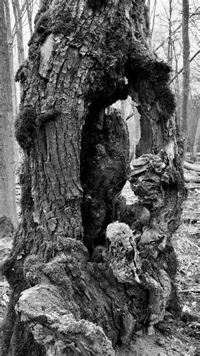 Where Time Lives – An Old Tree in Silence - Black & White