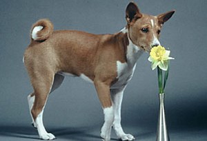 Basenji