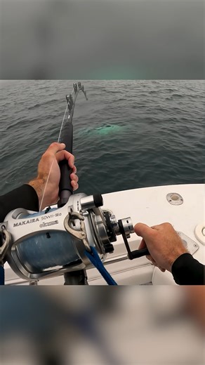 Fighting a GIANT BLuefin Tuna in the Harness! #fishing #tunafishing | Coastal WorldWide