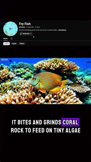 The parrotfish is one of the ocean’s most colorful