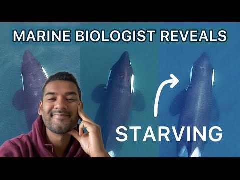 How We Measure a Whale’s Health Without Touching It: Photogrammetry