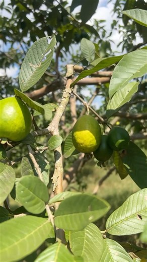 Beneficios de la guayabas #fruit