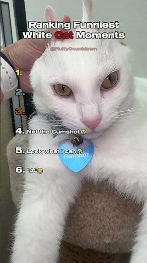 Top 6 Funniest White Cat Behavior Moments!😂🐱
