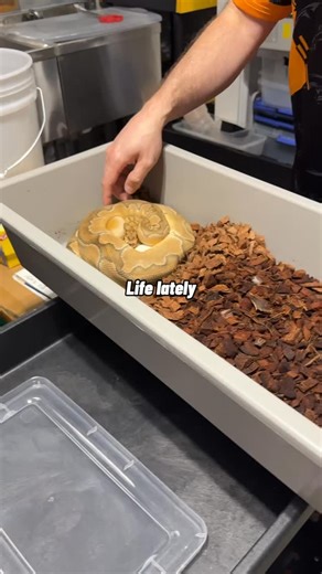 Our first home grown clutch! #ballpythonsofig #ballpythonsofinstagram #snakes #ballpythons | Mill Race Reptiles | Facebook