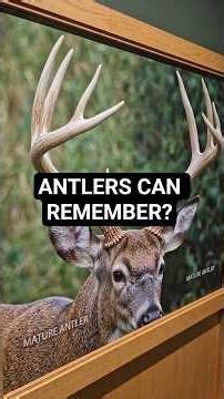 Why Deer Antlers Seem to Remember Injuries🦌