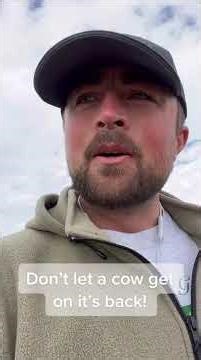 Cows can die if they get on their side and can’t get up.