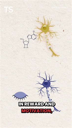 4K views · 33 reactions | Whatever your caffeine habits are, there’s more than meets the eye in a fresh cup of joe. Find out more about how this tiny molecule works in the brain in this video! | The Scientist | Facebook