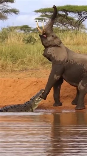 Crocodile Attacks Elephant at River 😳🐊 | Real Wildlife Tension Caught on Camera