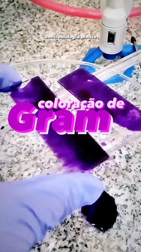 Bruno Brunetti | Microbiologia on Instagram: "🦠 A coloração de Gram é uma das ferramentas mais importantes que temos na microbiologia‼️ 🧪 É através dessa técnica que diferenciamos as bactérias através da afinidade das suas estruturas com os componentes do Gram: 📍 as bactérias Gram-positivas têm uma parede celular mais espessa, muito mais rica em um componente chamado de peptidoglicano 👉🏻 por essa característica que as bactérias Gram-positivas se coram de roxo (🟣) 📍 já as bactérias os Gram