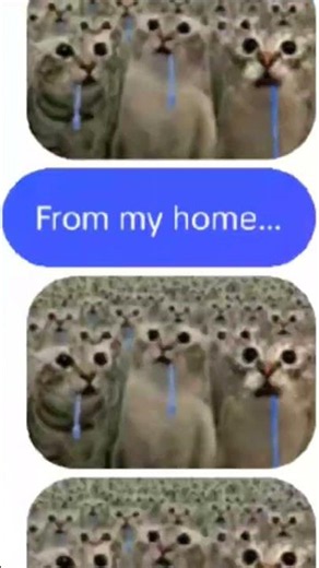 lord i'm 500 miles from my home..#cat#fun #funny