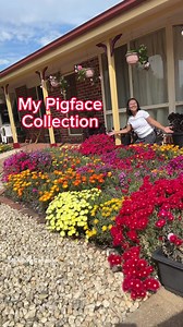 I always love to collect different colours of flowers especially when the plant is very easy to grow and can survive all seasons, especially when I’m in the Philippines. Showing you my Pigface collection. #hobby #happiness #flower #plantsmakepeoplehappy #retirement #garden #gardening #plantita #nature #viralvideo #viralpage #viralpost | Merlinda Casapao