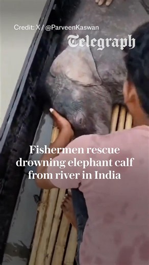 Fishermen rescue drowning elephant calf from river in India