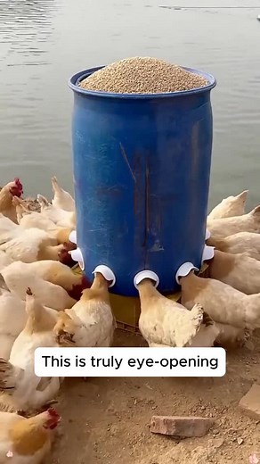 Home Gardening | DIY automatic chicken feeder #gardeninggoals #gardeningistherapy #gardeningtips #gardeninglife #gardening_love #gardeninguk #gardening101... | Instagram