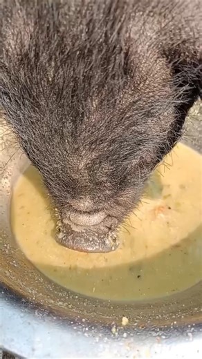 village pig feed 🐖 pig farming #pigfeed #pigbreeding #pigfarming