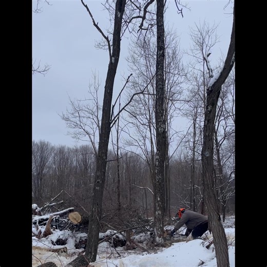 Dropping a Widow Maker #treefelling #logging #danger #chainsaw #equipment #getitdone