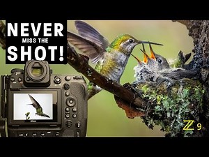 FREEZE birds in flight | SHARP hummingbird photos | Pro tips for continuous shooting - Nikon Z9