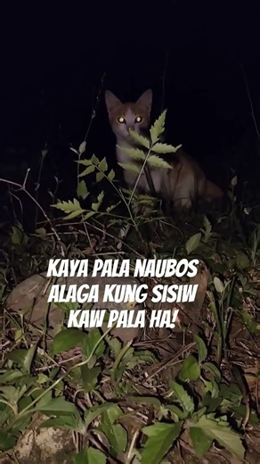 kaya pala naubos alaga kung sisiw ha #python #angakingawitaypagibig #reptiles