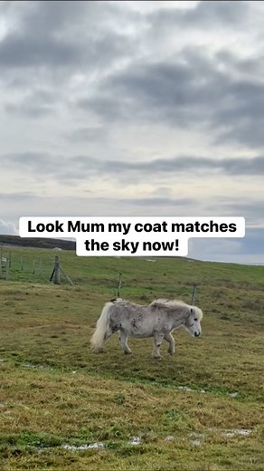 9.6K views · 589 reactions | Freddie freshly rolled and perfectly camouflaged …. when your coat matches the sky you know you’ve fully embraced the day. There’s something to be said for not worrying how it looks… just enjoying how it feels. #ShetlandLife #SimpleJoys #MindfulMoments #PonyWisdom #pony #shetland | Shetland Resolve | Facebook