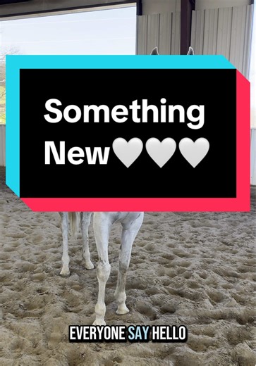 Introducing Opal: Our New Reset Mare at the Farm