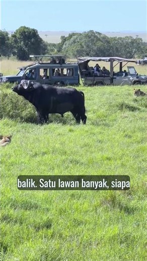 Dared to Approach, Lions Get Sent Scrambling by a Buffalo