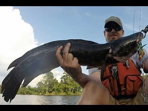 How to Fish For Snakeheads at Blackwater National Wildlife Refuge
