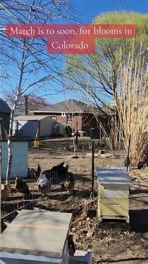 Early peach blossoms Southern Colorado #bee #beekeeper #beekeeping #honeybees #beehive
