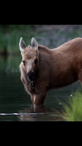 It's Splashy! The legendary moose calf that doesn't like to swim. Note how she won't go all the way in. Her mom was in the lake. | Michael Hodges, Author